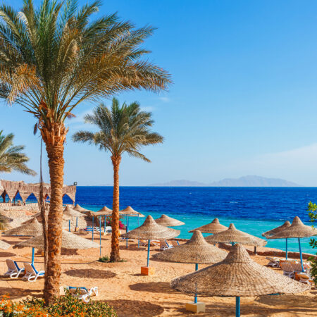 Sunny resort beach with palm tree at the coast shore of Red Sea in Sharm el Sheikh, Sinai, Egypt, Asia in summer hot. Bright sunny light